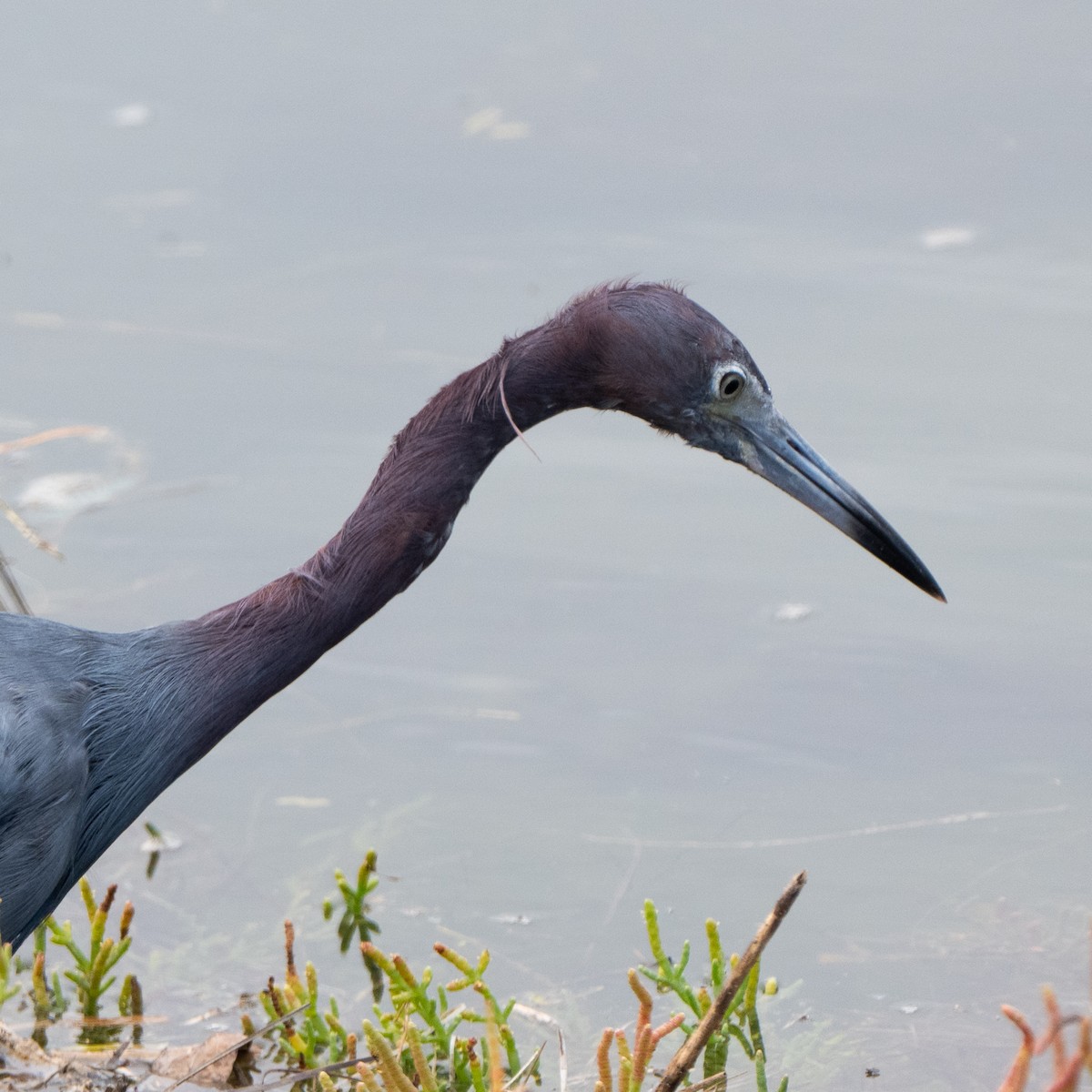 Little Blue Heron - ML642568029