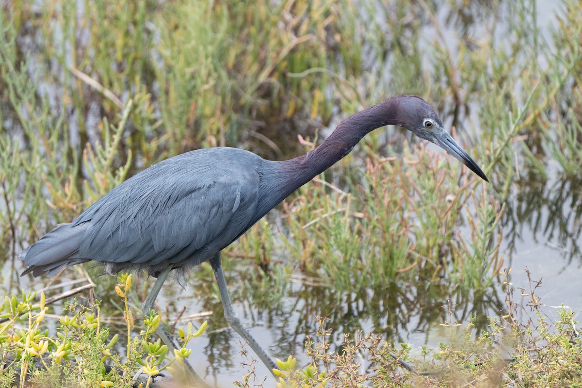 Little Blue Heron - ML642568030