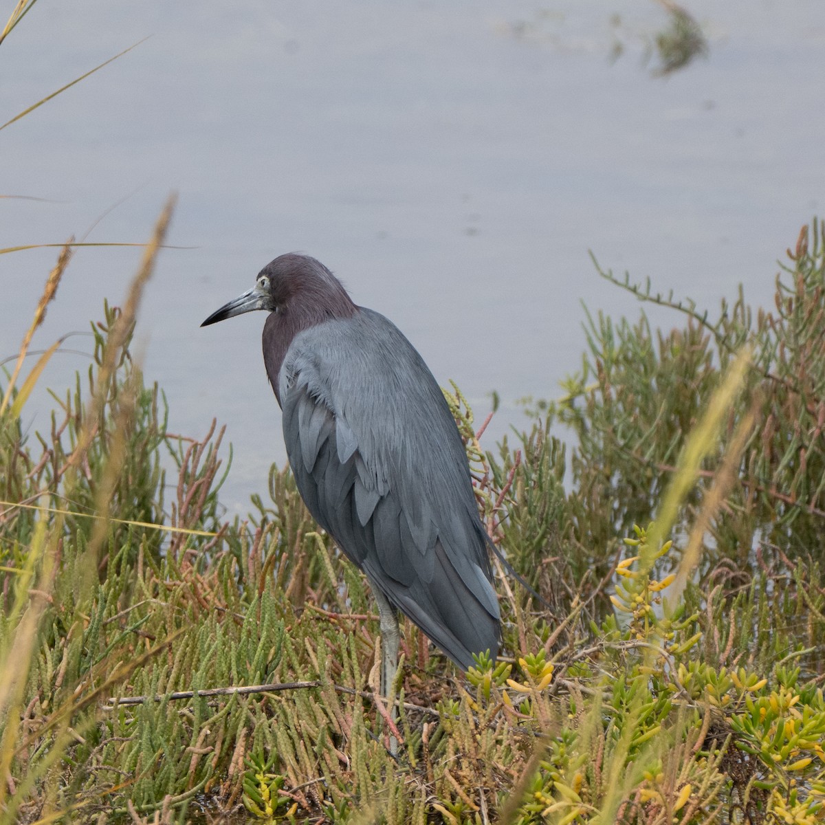 Little Blue Heron - ML642568031