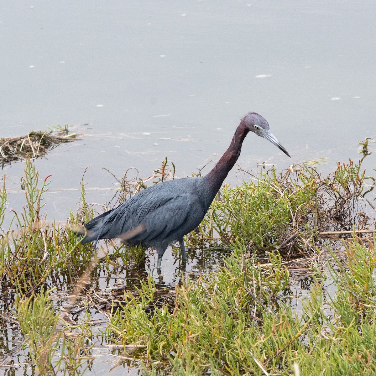 Little Blue Heron - ML642568032