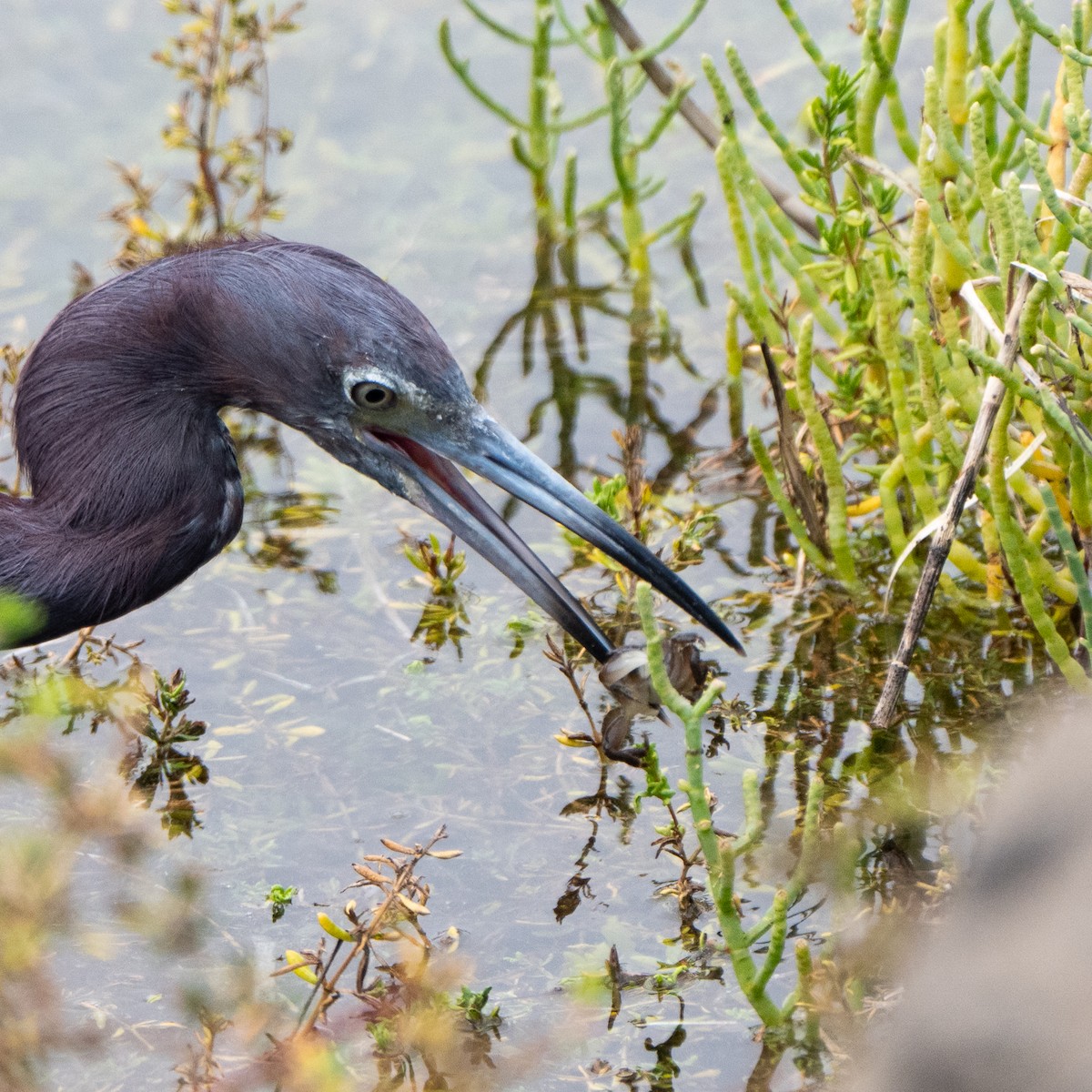Little Blue Heron - ML642568033