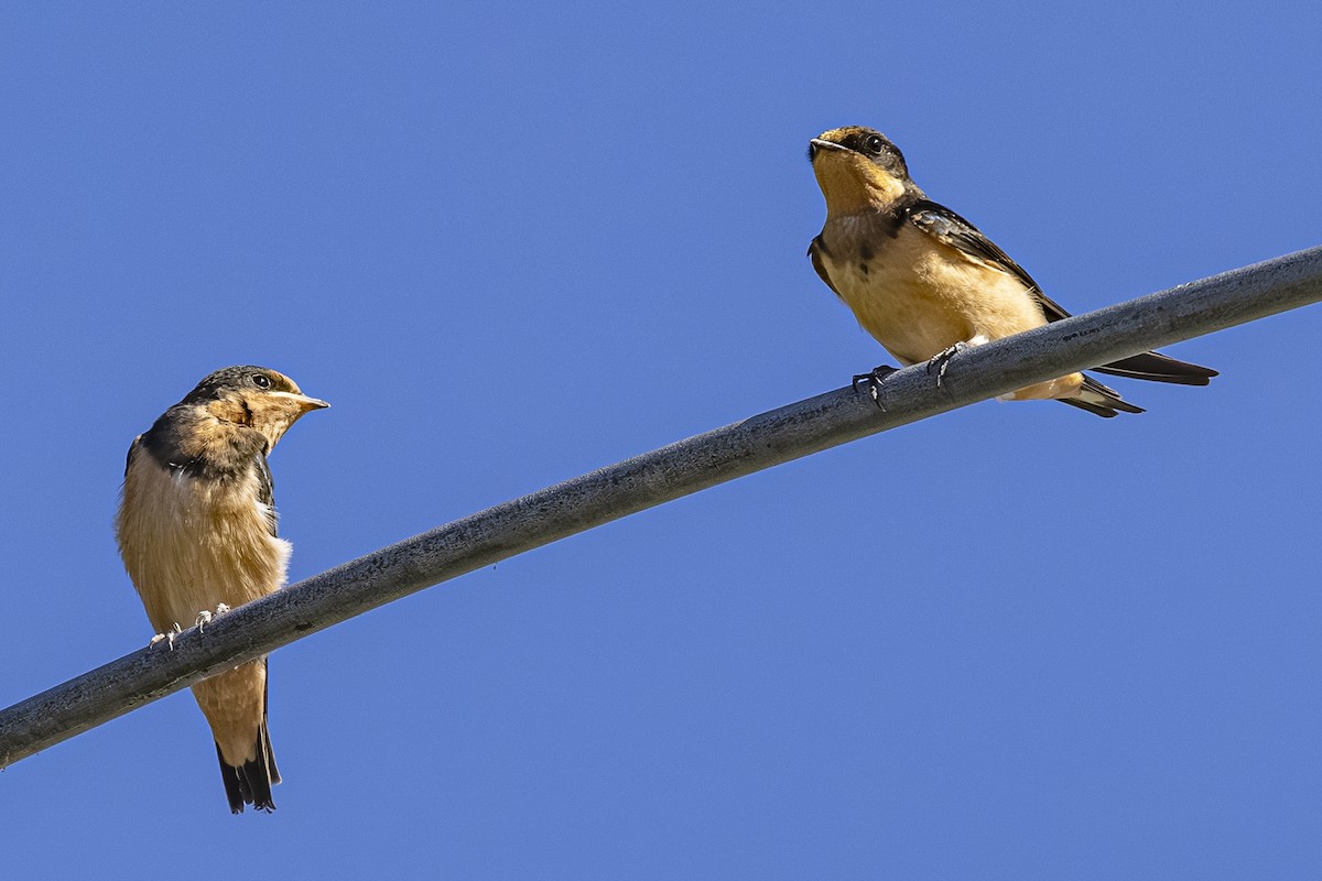 Barn Swallow - ML642568043