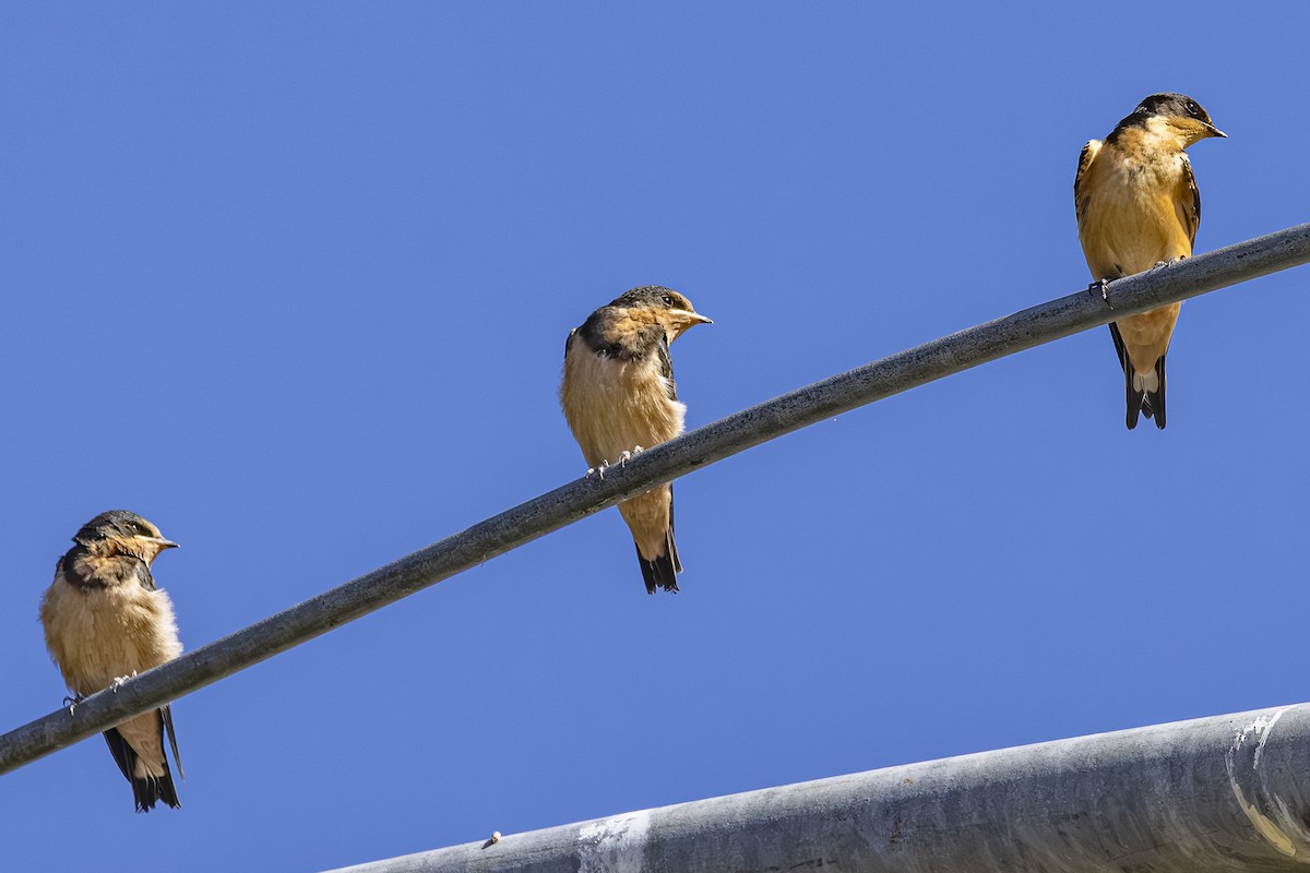 Barn Swallow - ML642568045