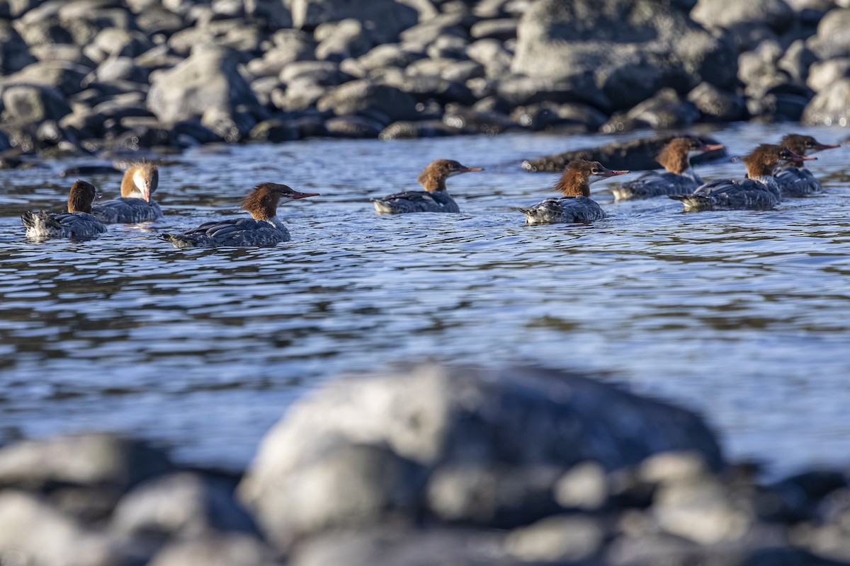 Common Merganser - ML642568061