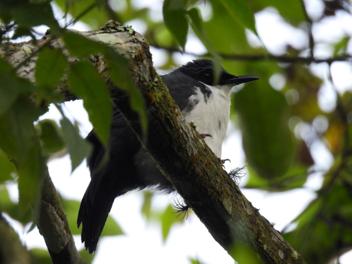 Blue-and-white Mockingbird - ML642568074