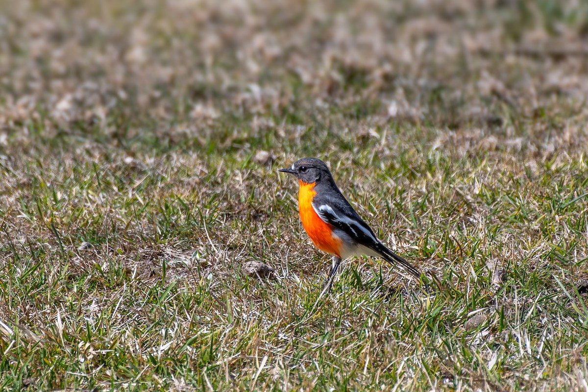 Flame Robin - ML642568086