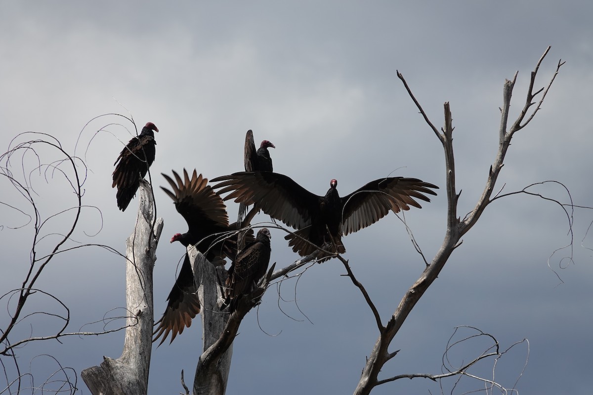 Turkey Vulture - ML642568096
