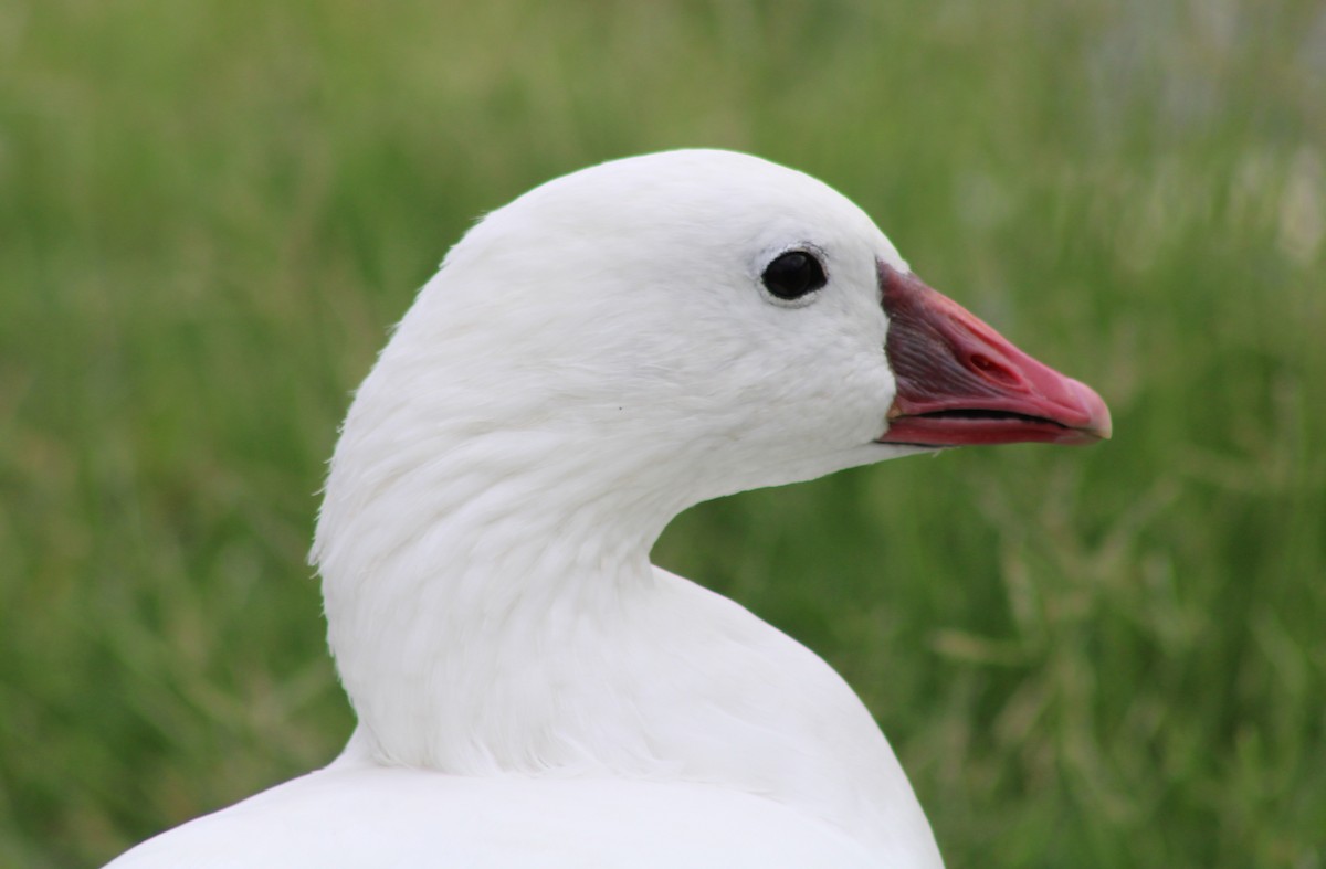 Ross's Goose - ML642568115