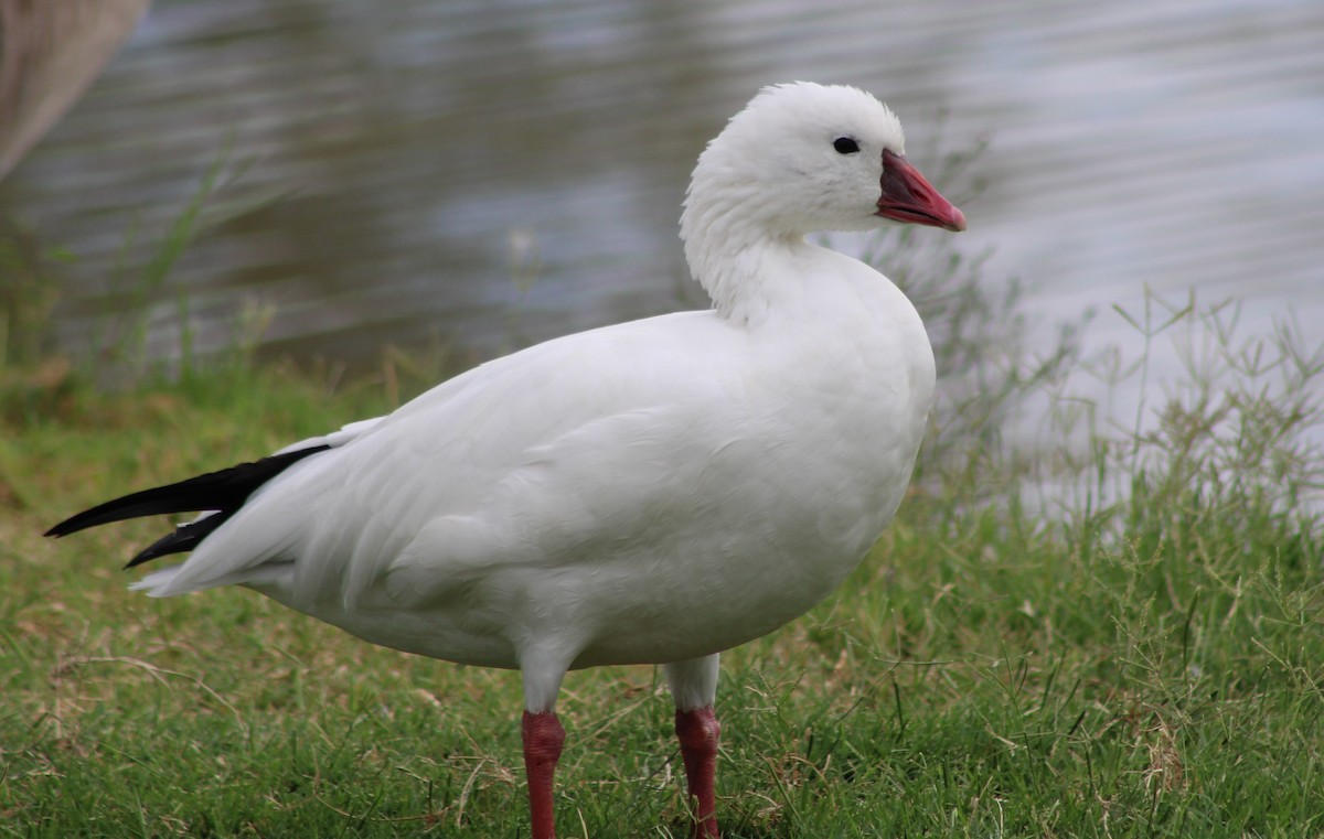 Ross's Goose - ML642568117