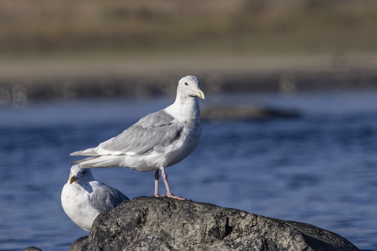 Glaucous-winged Gull - ML642568118