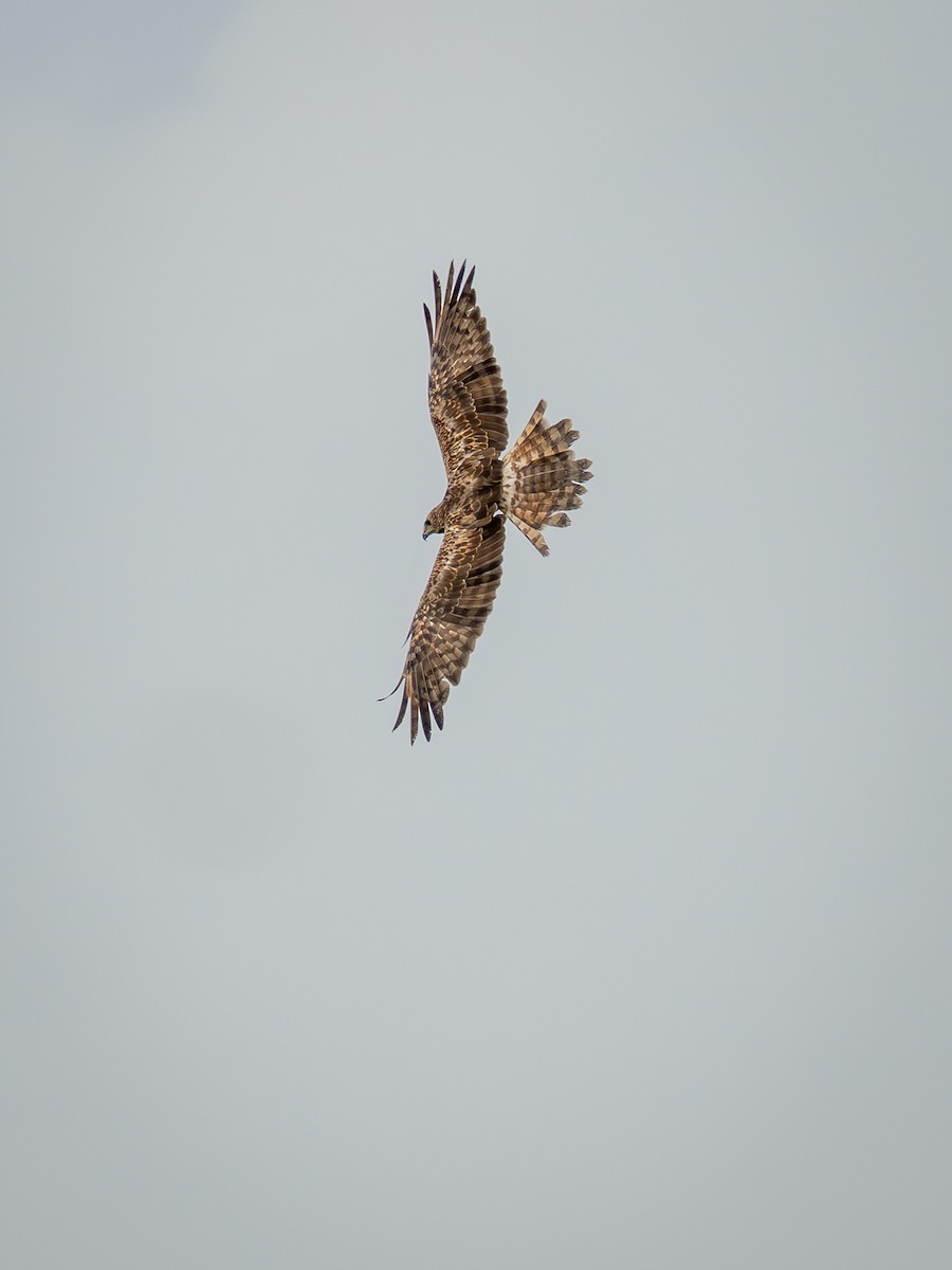 チュウヒ - ML642568169
