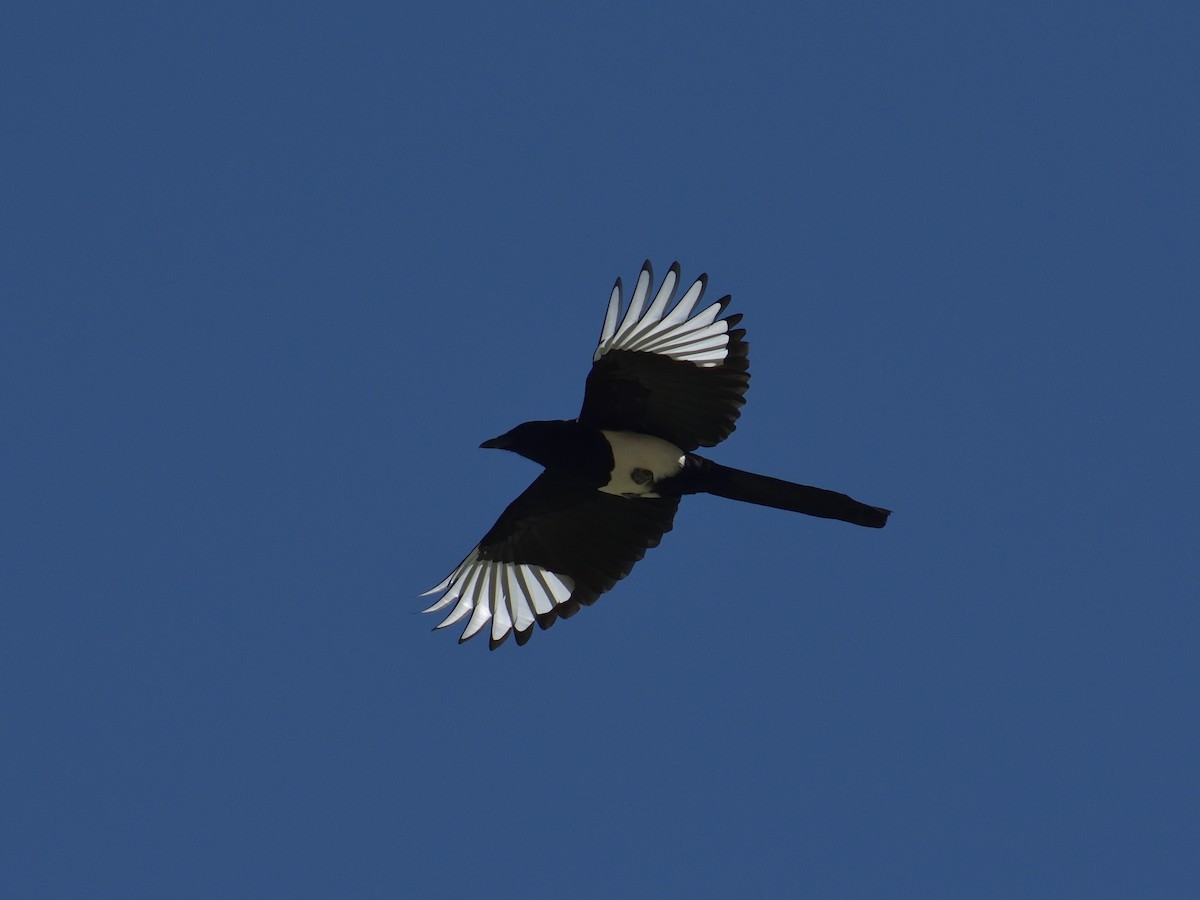 Black-rumped Magpie - ML642568172