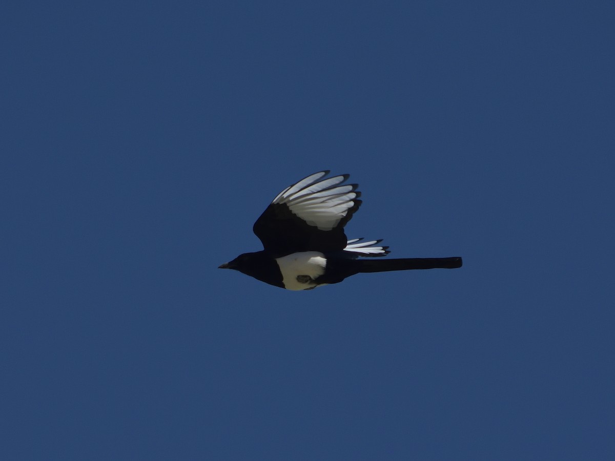 Black-rumped Magpie - ML642568174