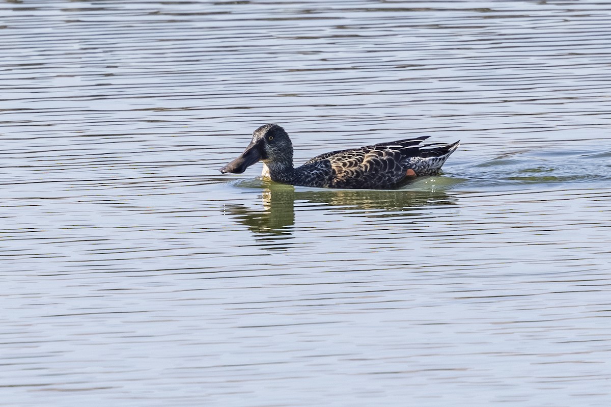Northern Shoveler - ML642568193