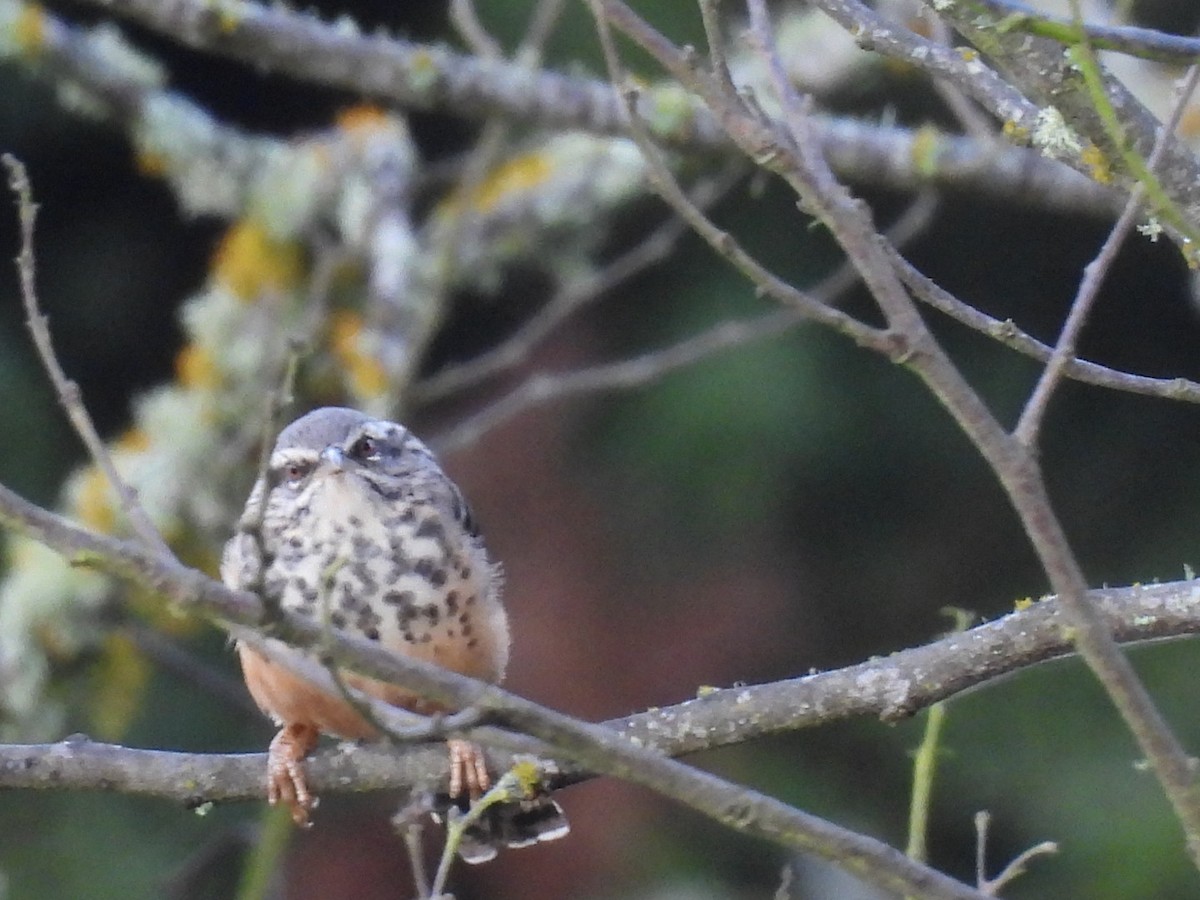Band-backed Wren - ML642568194