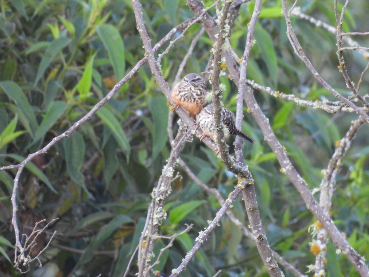 Band-backed Wren - ML642568195