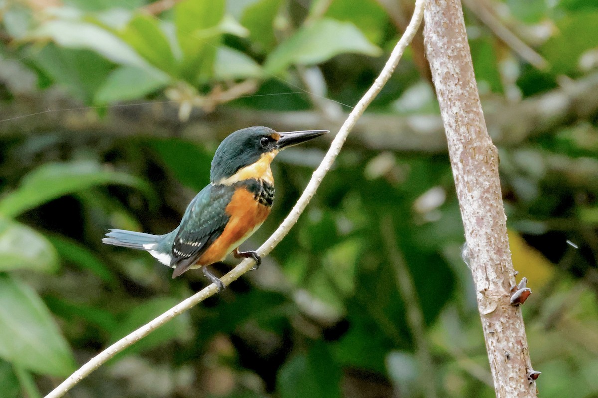 American Pygmy Kingfisher - ML642568201