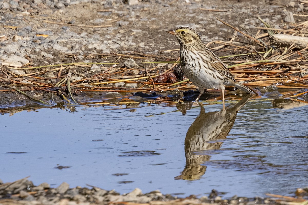Savannah Sparrow - ML642568211