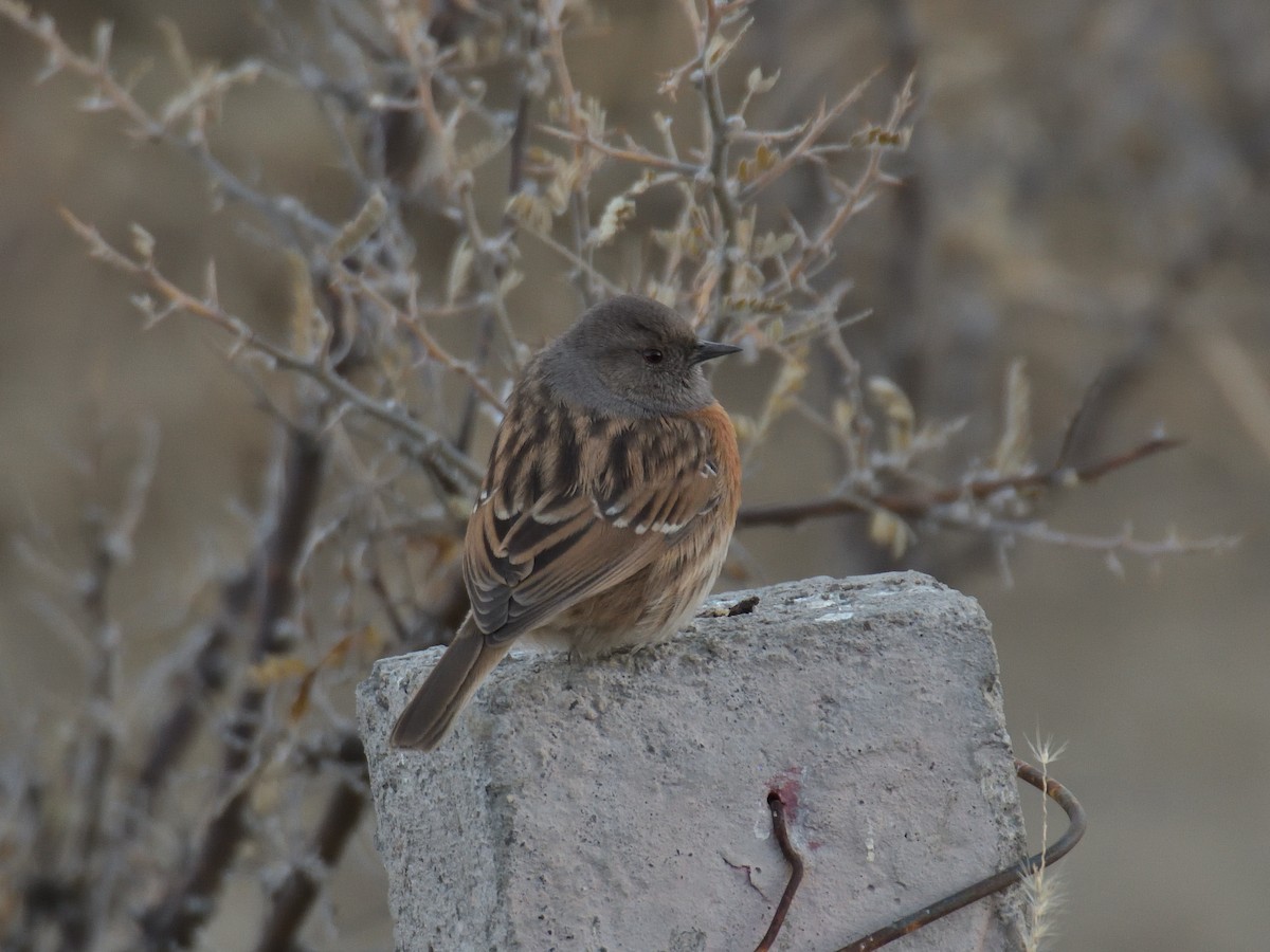 Robin Accentor - ML642568212