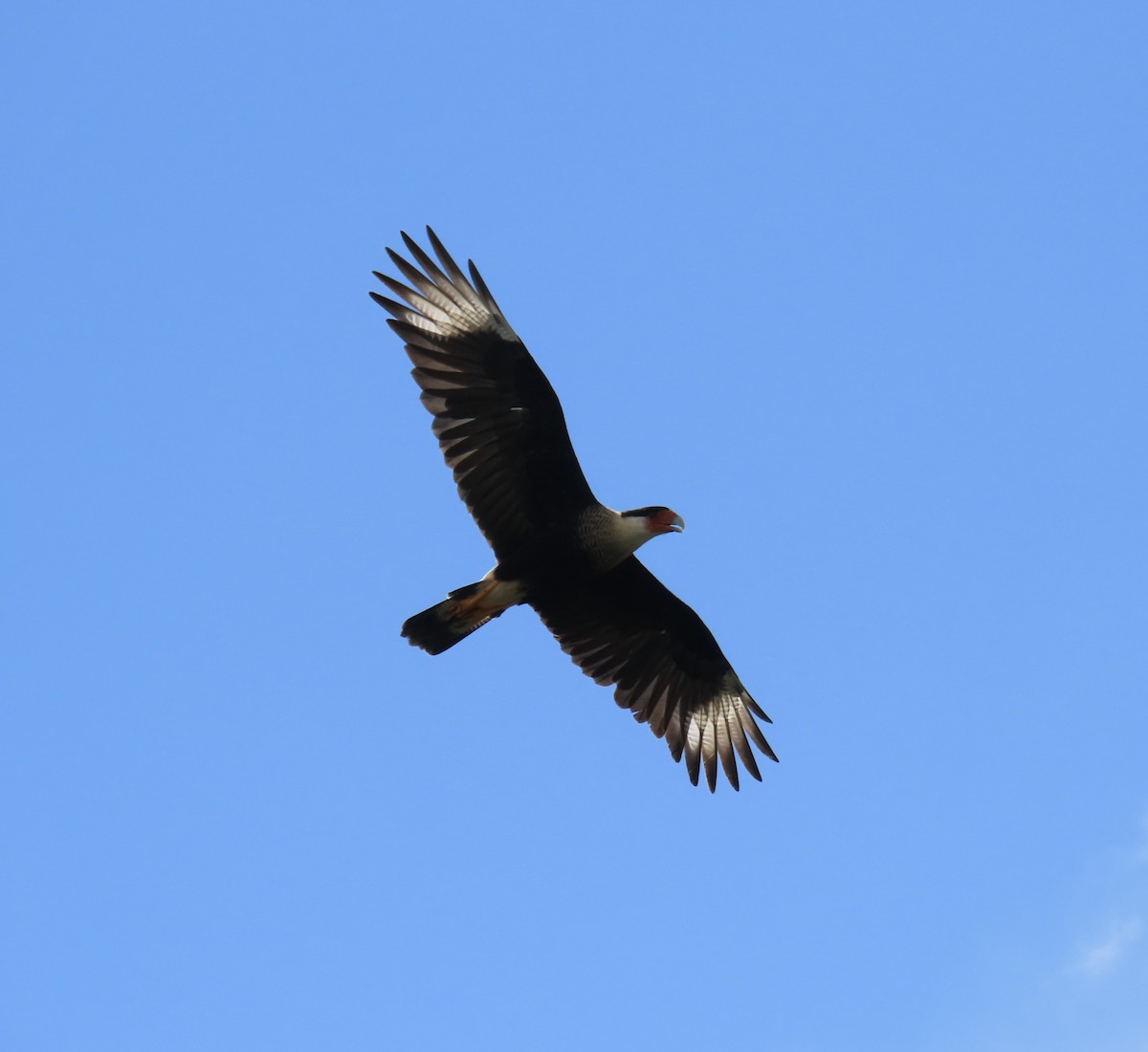 Crested Caracara (Northern) - ML642568213