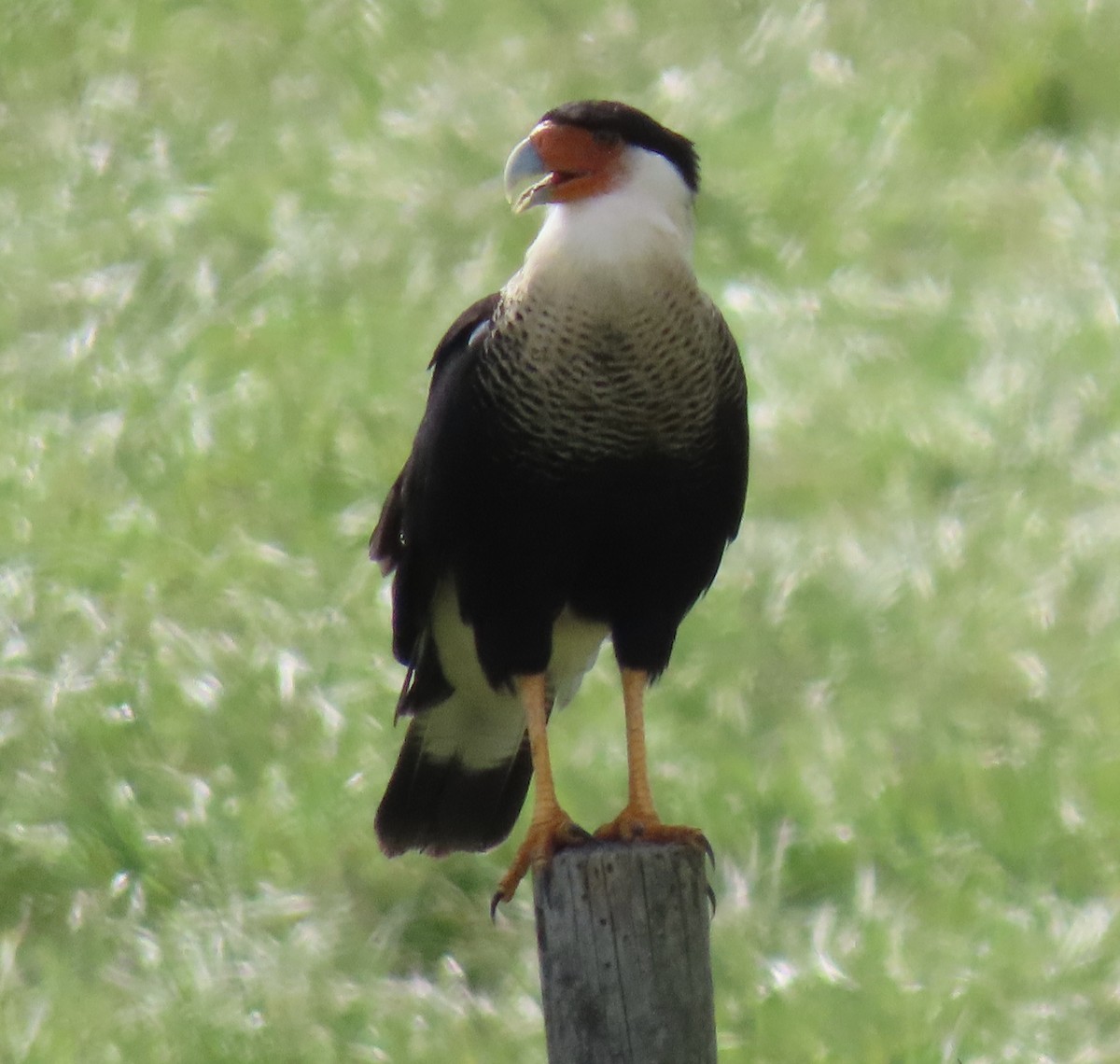 Crested Caracara (Northern) - ML642568214