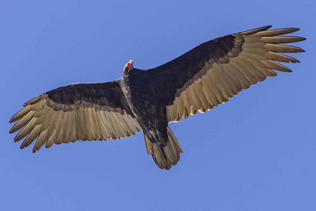 Turkey Vulture - ML642568216