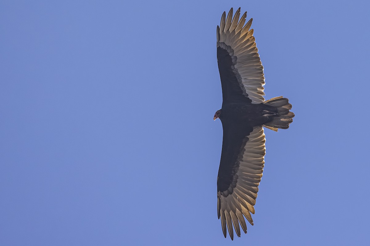 Turkey Vulture - ML642568218