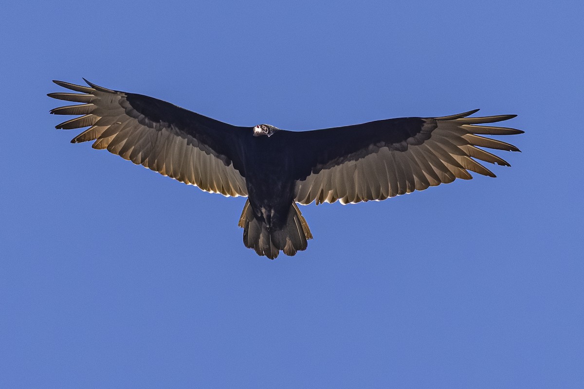 Turkey Vulture - ML642568219