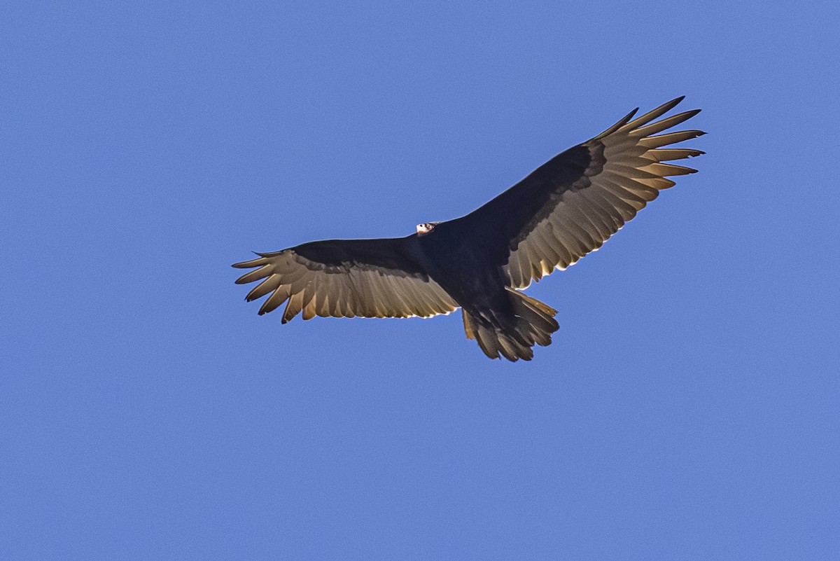 Turkey Vulture - ML642568220