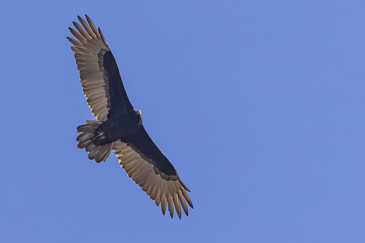 Turkey Vulture - ML642568221