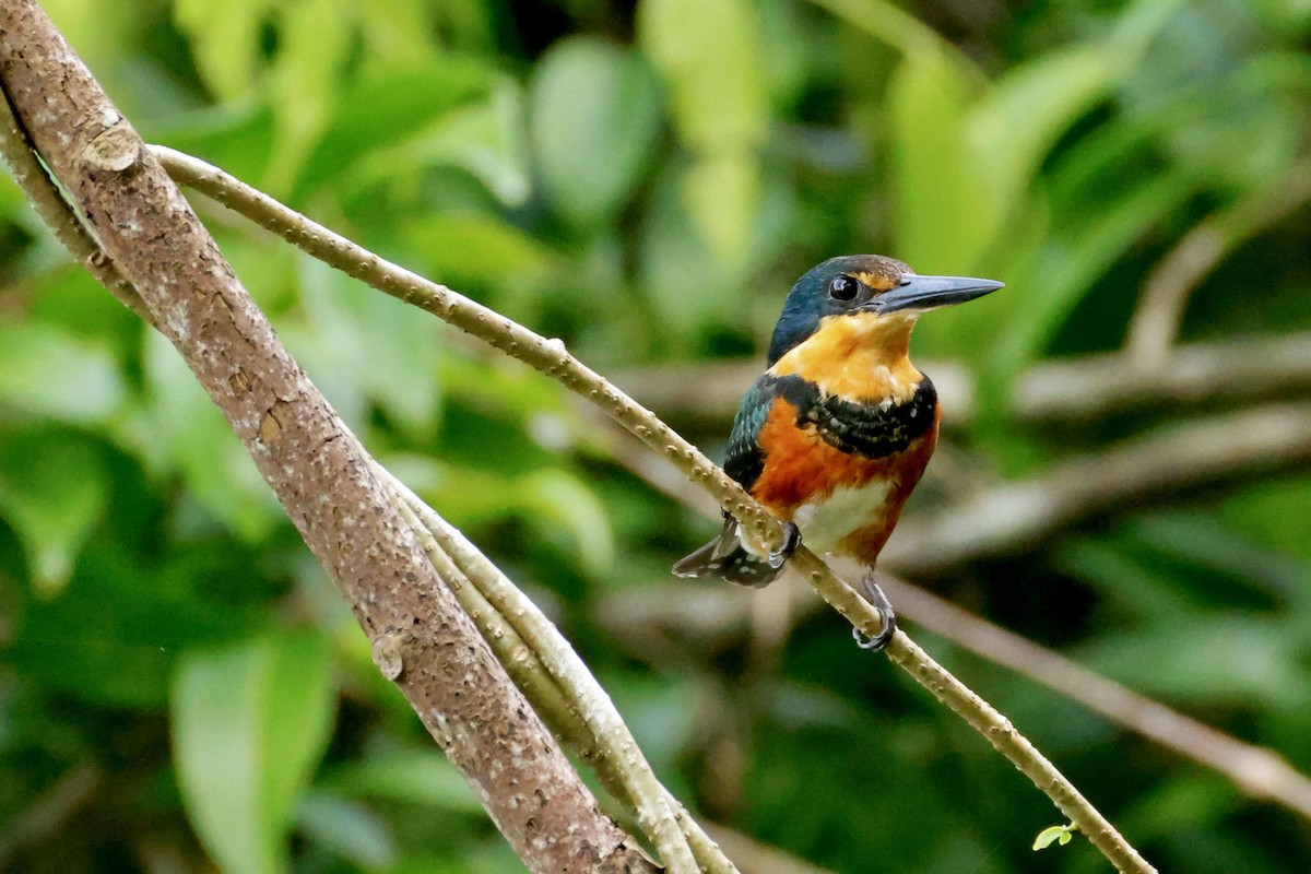 American Pygmy Kingfisher - ML642568252