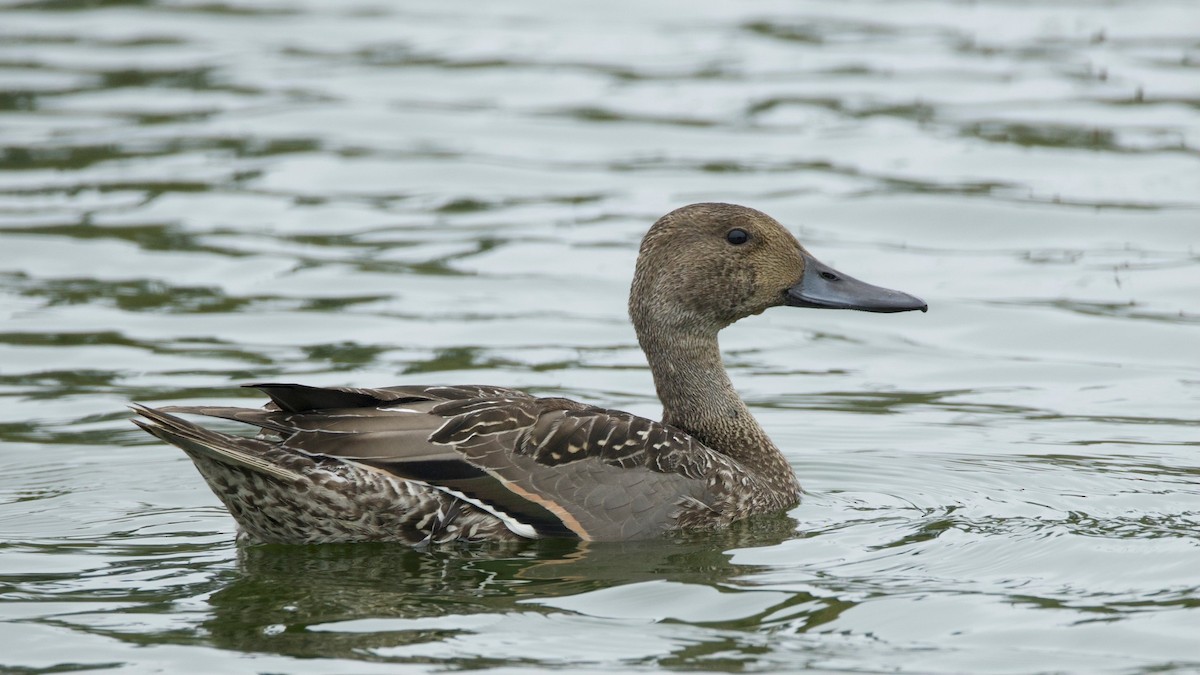 Northern Pintail - ML642568253