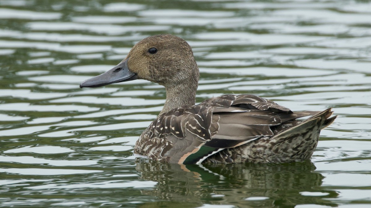 Northern Pintail - ML642568254