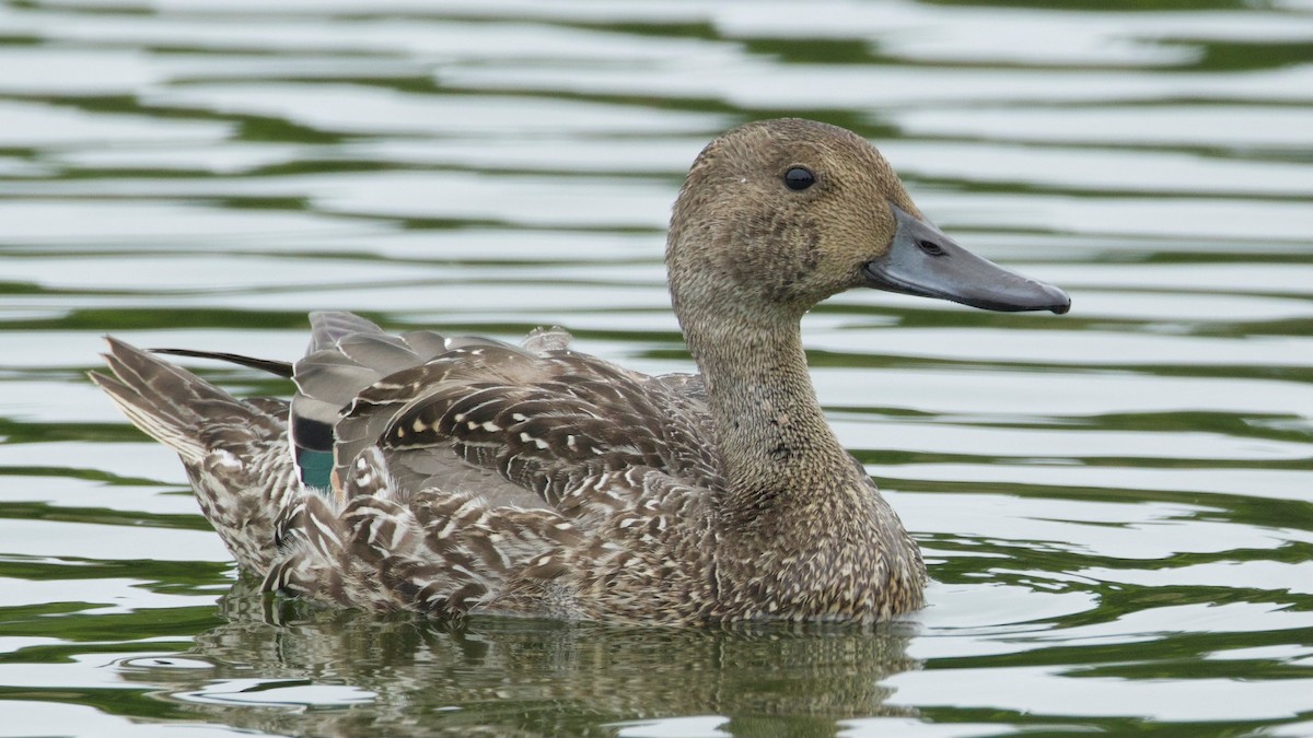 Northern Pintail - ML642568255