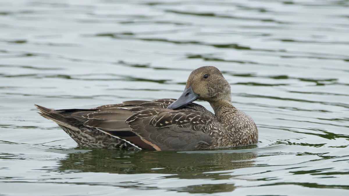 Northern Pintail - ML642568256