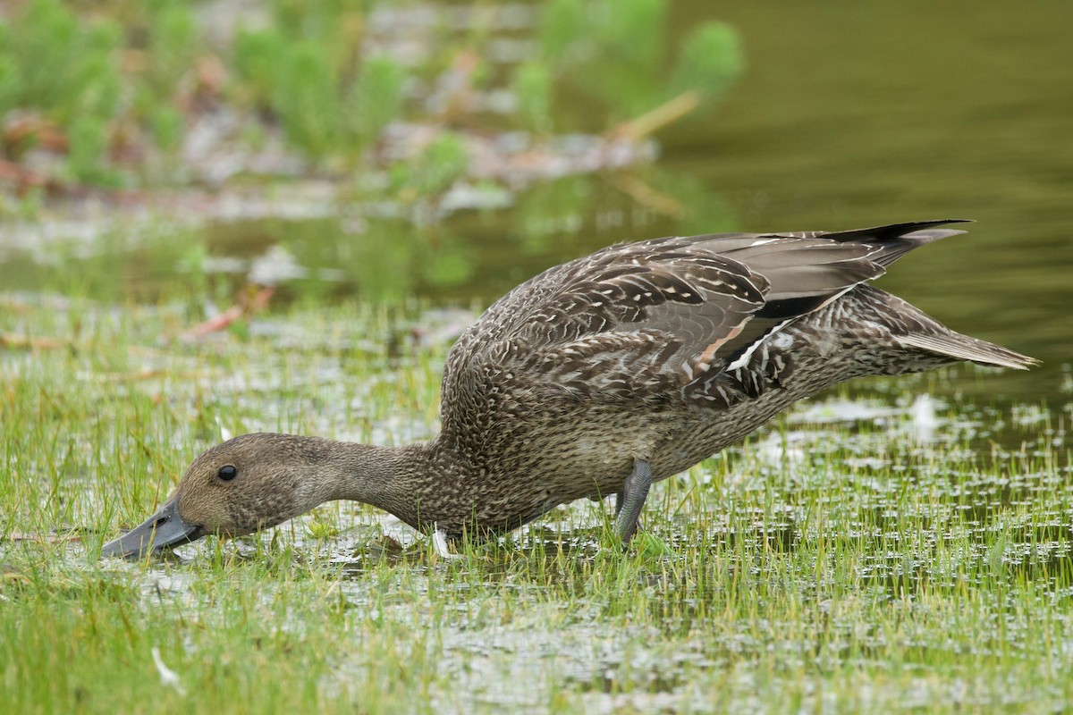 Northern Pintail - ML642568257