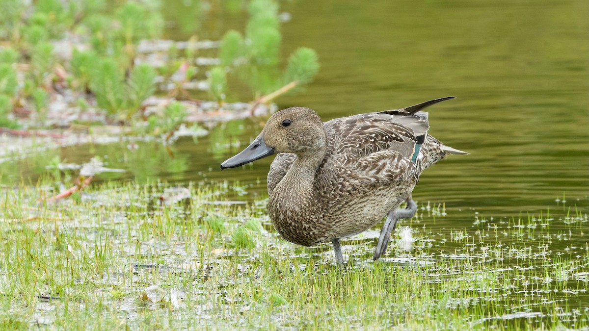 Northern Pintail - ML642568258