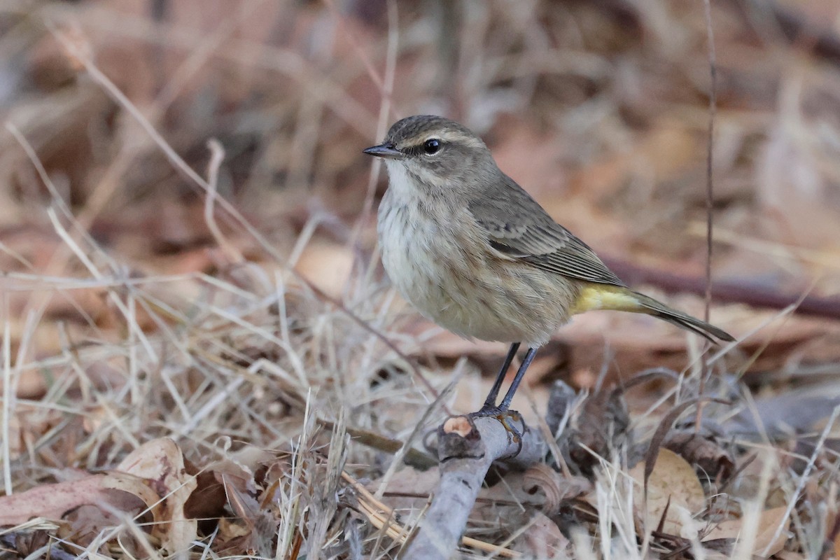Palm Warbler - ML642568274