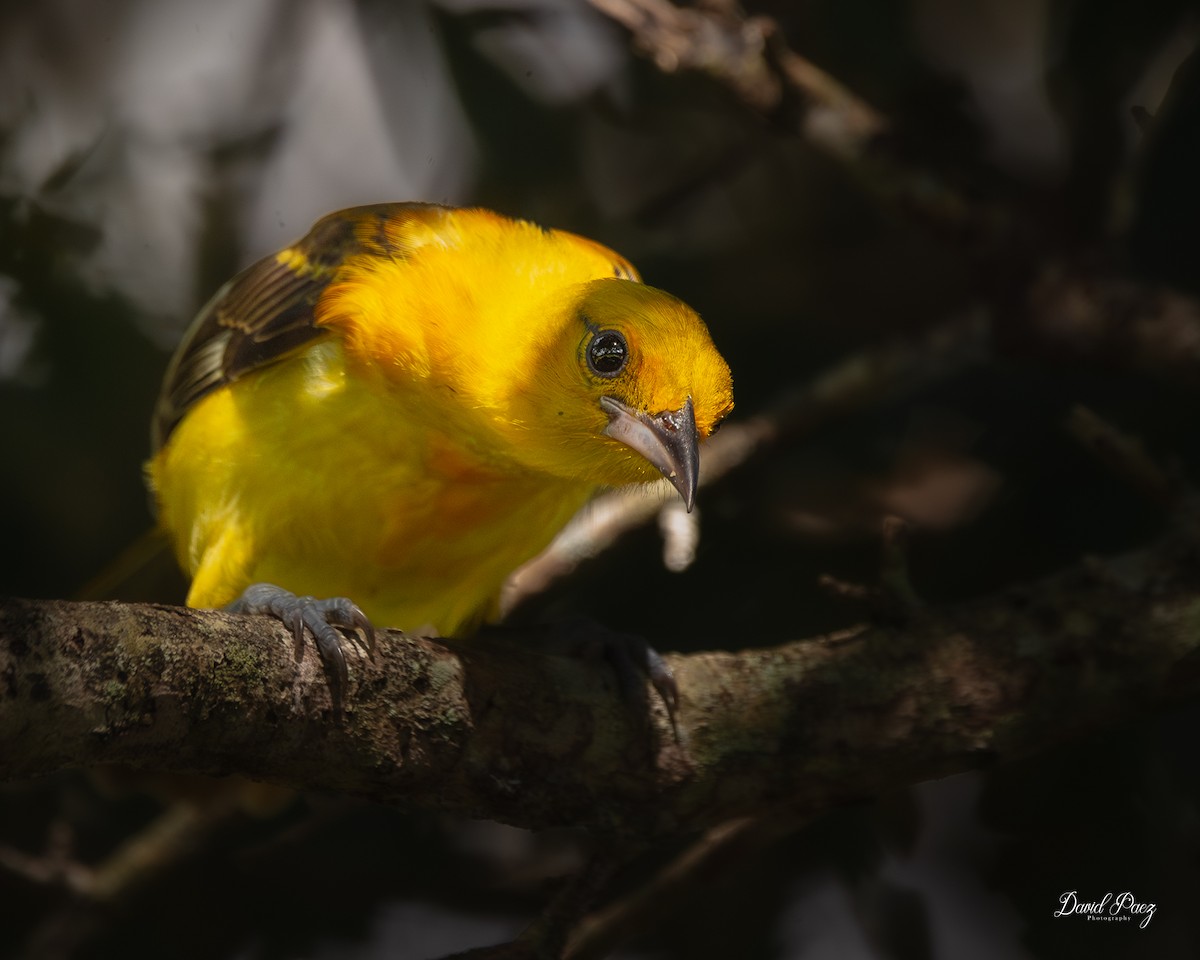 Spot-breasted Oriole - ML642568284