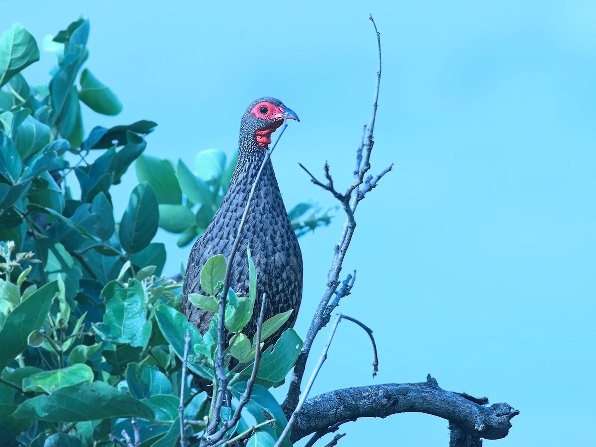 Swainson's Spurfowl - ML642568289