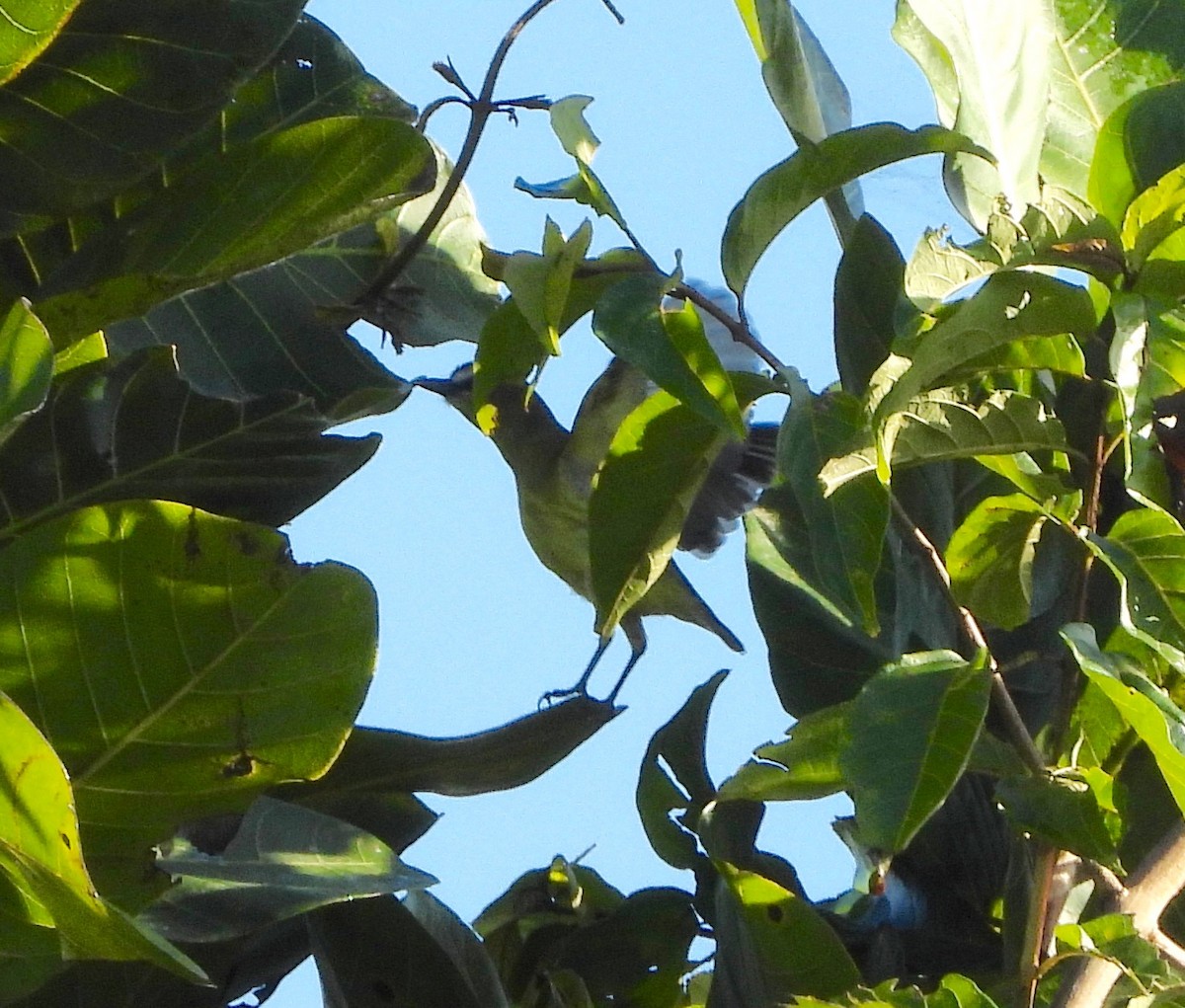 Brown-capped Tyrannulet - ML642568299
