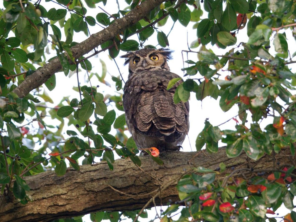 Great Horned Owl - ML642568303