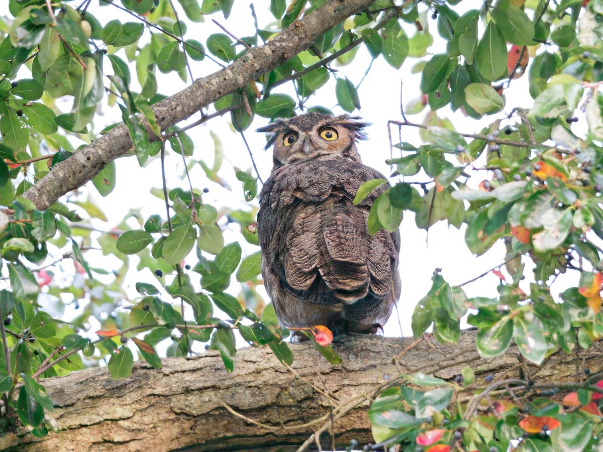 Great Horned Owl - ML642568305