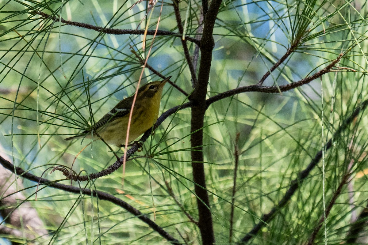 Blackburnian Warbler - ML642568306