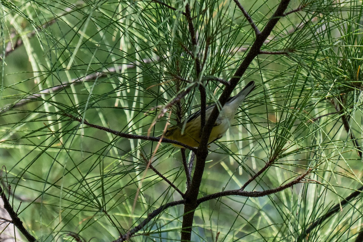 Blackburnian Warbler - ML642568307