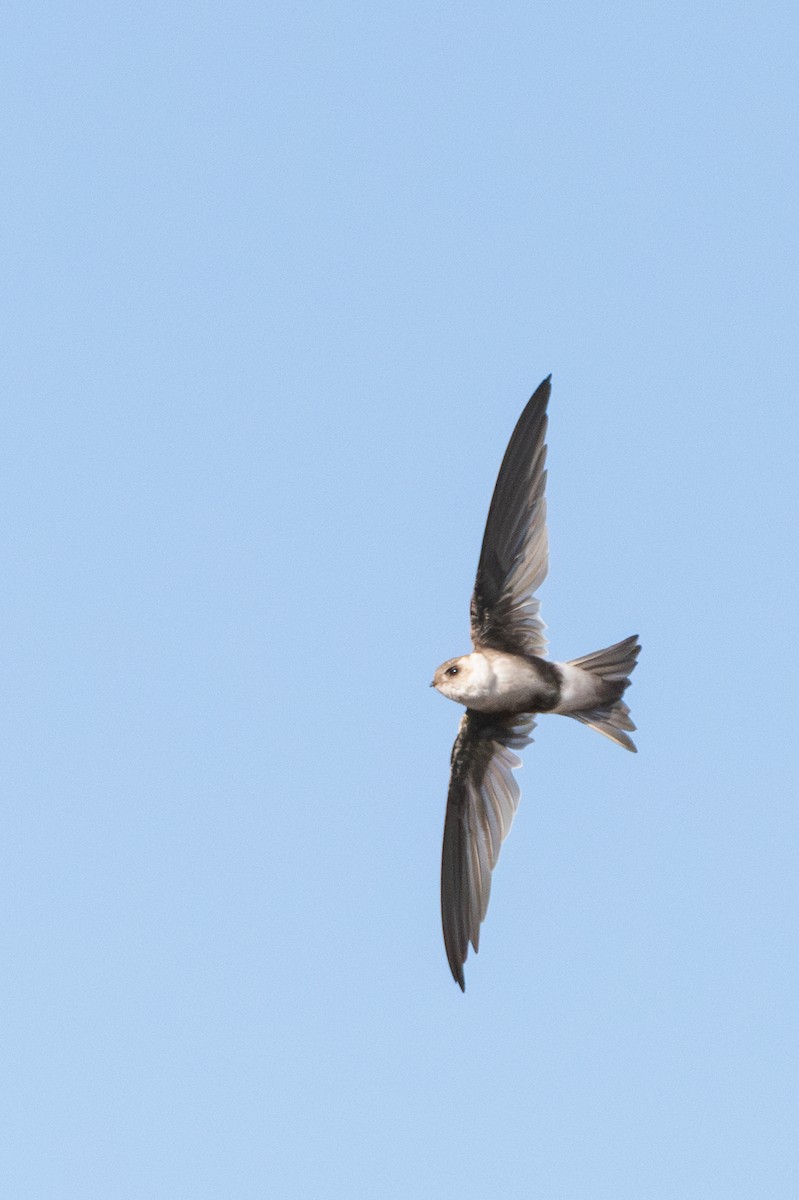 Andean Swift - ML642568310