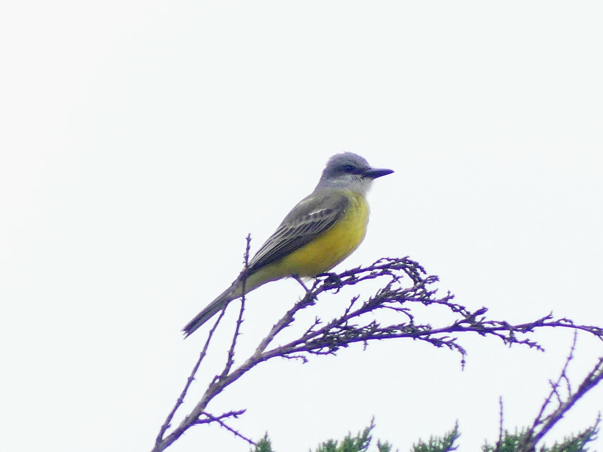 Tropical Kingbird - ML642568322