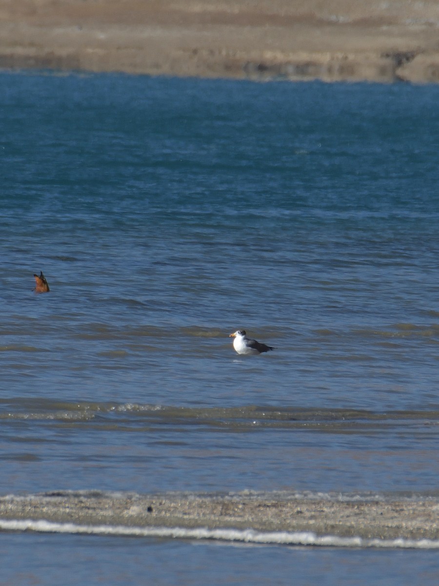 Pallas's Gull - ML642568326