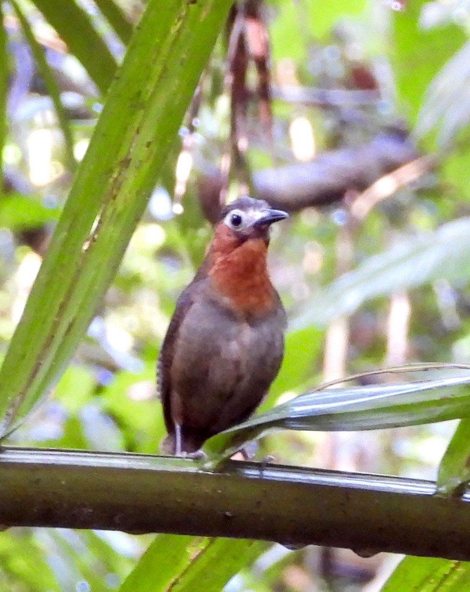 Song Wren - ML642568328
