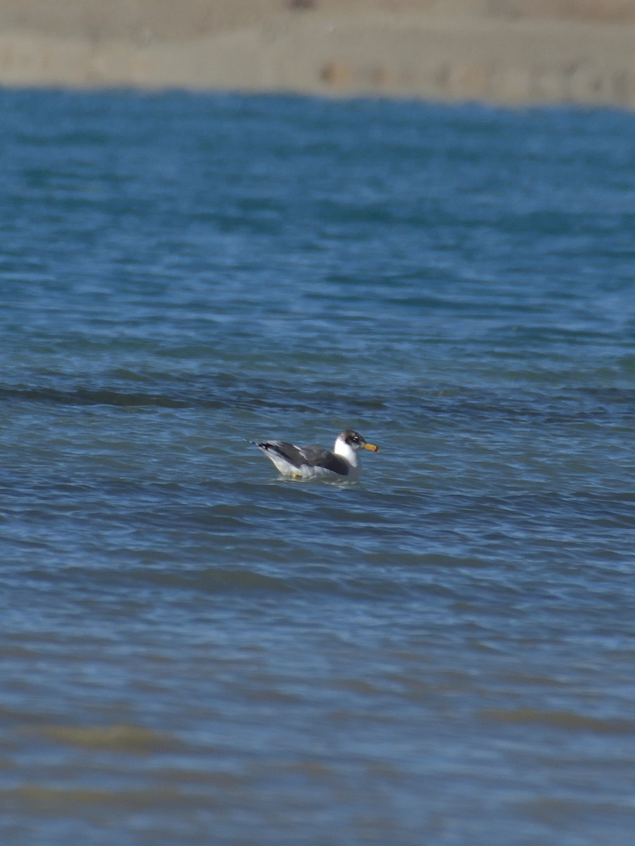 Pallas's Gull - ML642568329